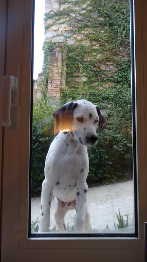 La Culla Di Bacco Bed & Breakfast Castagnole Monferrato